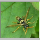 Tenthredo scrophulariae - Braunwurz-Blattwespe 02.jpg